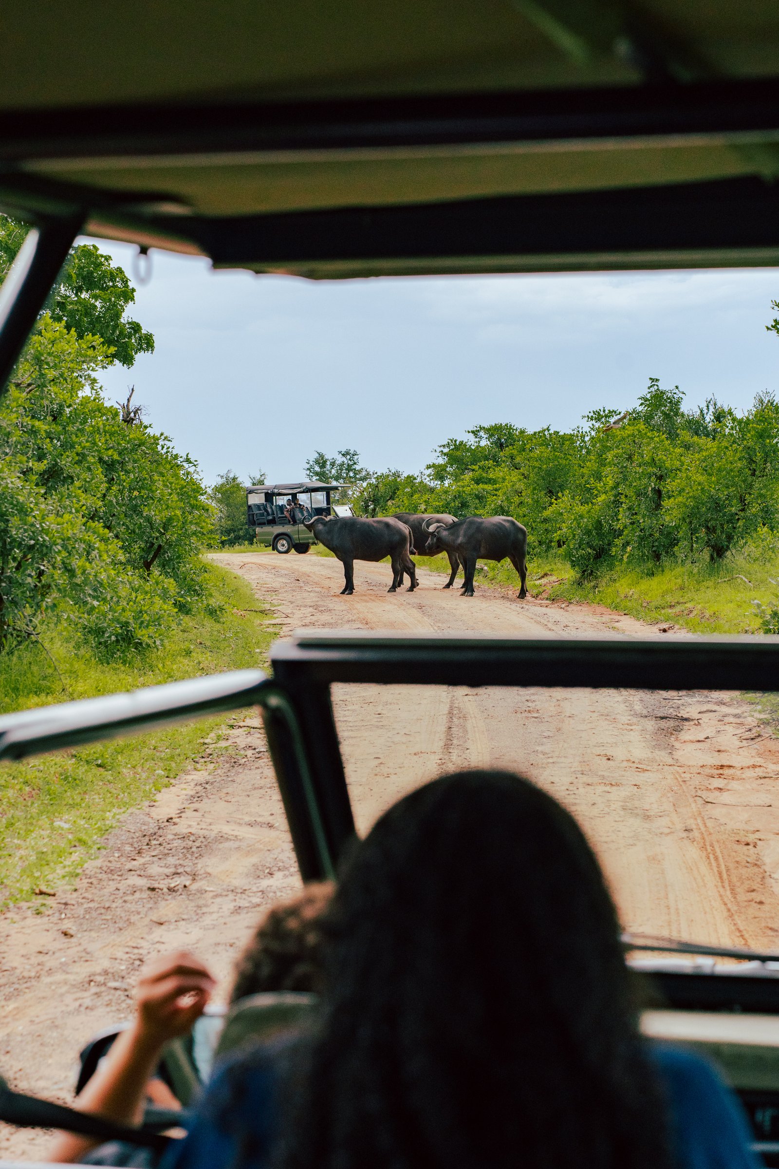 African safari landscape